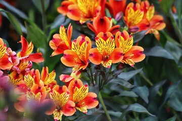 Fototapeta premium Alstroemeria aurea, commonly called Peruvian lily or incas.
