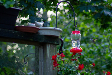 hummingbird at feeder in garden