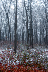 Misty weather in the forest,winter landscape in the forest.Snow covered trees. Woodlands at autumn morning,first snow in the fall.Trees and leaves,beautiful orange leaves on the ground , cold picture 