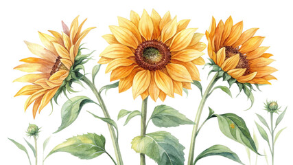 Watercolor Sunflowers Composition Three Blooming Sunflowers with Buds, Isolated on White Background, Sunflower Artwork, Botanical Illustration

Sunflower, Watercolor, Botanical, Floral