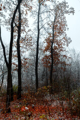 Forest with misty and foggy weather.Mystery woodlands at autumn morning.First snow at november ,landscape photography in the morning autumn forest.Yellow and orange leaves on the ground,trees and snow