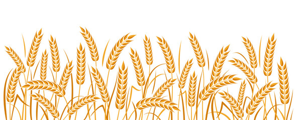 Ear of wheat and wheat grain on white background. Organic wheat, bread agriculture and natural eat, barley or rice millet. Agricultural background template. Isolated. Vector illustration