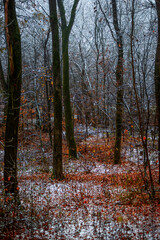 Forest with snow,snow covered trees,november with first snow.Fall colors ,trees with leaves and snow.Beautiful landscape in the woodlands, nature lovers.Mystery weather ,forest at morning with mist