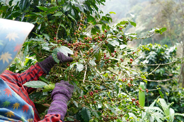 Plantation red coffee bean farmer hands ripe harvest in Garden farm. Close up hand harvesting green red yellow bean Robusta arabica Coffee berries leaf tree Plant in Brazil Ethiopia Vietnam Country
