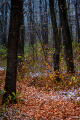 Obraz premium Forest with snow,snow covered trees,november with first snow.Fall colors ,trees with leaves and snow.Beautiful landscape in the woodlands, nature lovers.Mystery weather ,forest at morning with mist