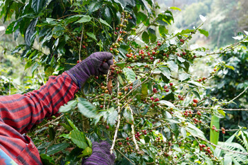 Plantation red coffee bean farmer hands ripe harvest in Garden farm. Close up hand harvesting green red yellow bean Robusta arabica Coffee berries leaf tree Plant in Brazil Ethiopia Vietnam Country
