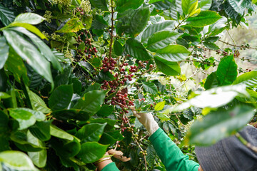 Plantation red coffee bean farmer hands ripe harvest in Garden farm. Close up hand harvesting green red yellow bean Robusta arabica Coffee berries leaf tree Plant in Brazil Ethiopia Vietnam Country
