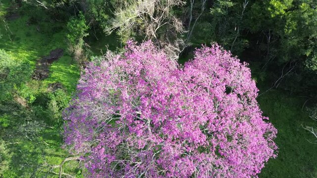 Lapacho en flor