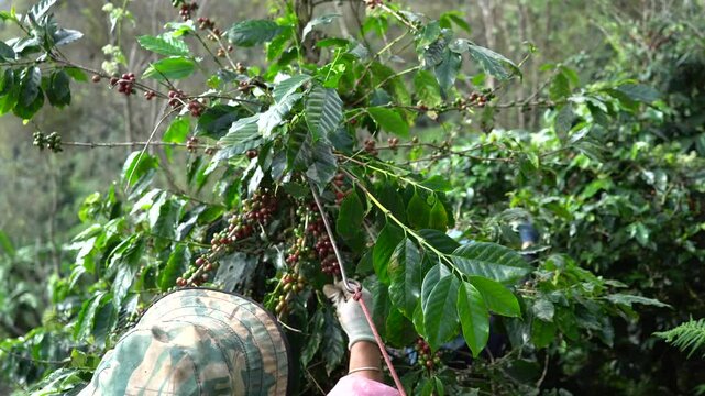 Plantation red coffee bean farmer hands ripe harvest in Garden farm. Close up hand harvesting green red yellow bean Robusta arabica Coffee berries leaf tree Plant in Brazil Ethiopia Vietnam Country
