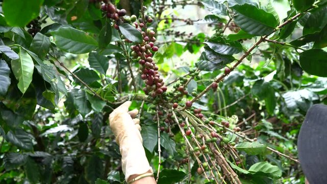 Plantation red coffee bean farmer hands ripe harvest in Garden farm. Close up hand harvesting green red yellow bean Robusta arabica Coffee berries leaf tree Plant in Brazil Ethiopia Vietnam Country
