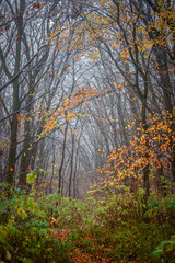 Trees in the forest covered by snow,november first snow in the woodlands, nature photography,woodlands at morning.Misty and foggy weather ,outdoor expirience . Hiking in the forest,landscape photo . 