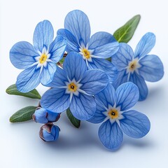 Wood Forget-Me-Not Flower on White Background