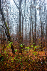 Trees in the forest covered by snow,november first snow in the woodlands, nature photography,woodlands at morning.Misty and foggy weather ,outdoor expirience . Hiking in the forest,landscape photo . 