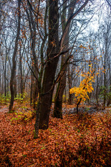 First snow at the november,snow in the forest with fog and orange leaves on trees.Autumn woodlands with beautiful snowy weather,misty and rainy weather . Fall colors with white snow, mystery woods