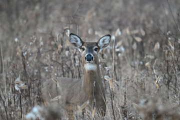 White-tailed Deer doe in a misty foggy morning autumn meadow during the fall rut