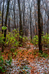 First snow at the november,snow in the forest with fog and orange leaves on trees.Autumn woodlands with beautiful snowy weather,misty and rainy weather . Fall colors with white snow, mystery woods