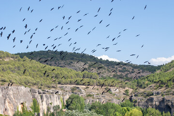 PAJAROS VOLANDO EN BANDADAS