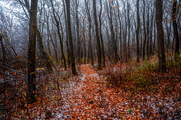 Fototapeta premium First snow at the november,snow in the forest with fog and orange leaves on trees.Autumn woodlands with beautiful snowy weather,misty and rainy weather . Fall colors with white snow, mystery woods