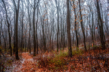 First snow at the november,snow in the forest with fog and orange leaves on trees.Autumn woodlands with beautiful snowy weather,misty and rainy weather . Fall colors with white snow, mystery woods