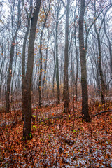 First snow at the november,snow in the forest with fog and orange leaves on trees.Autumn woodlands with beautiful snowy weather,misty and rainy weather . Fall colors with white snow, mystery woods