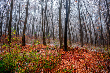 First snow at the november,snow in the forest with fog and orange leaves on trees.Autumn woodlands with beautiful snowy weather,misty and rainy weather . Fall colors with white snow, mystery woods