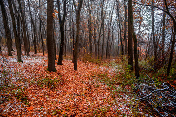 Fototapeta premium First snow at the november,snow in the forest with fog and orange leaves on trees.Autumn woodlands with beautiful snowy weather,misty and rainy weather . Fall colors with white snow, mystery woods