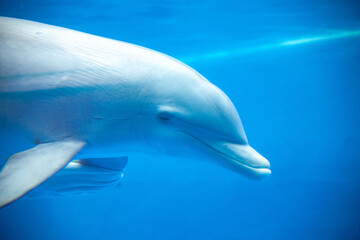 DELFIN © Pablo