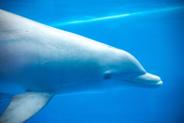 DELFIN © Pablo