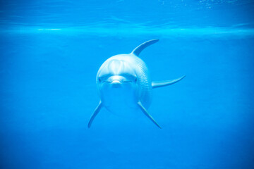 DELFIN © Pablo