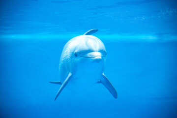 DELFIN