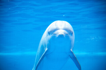 DELFIN © Pablo