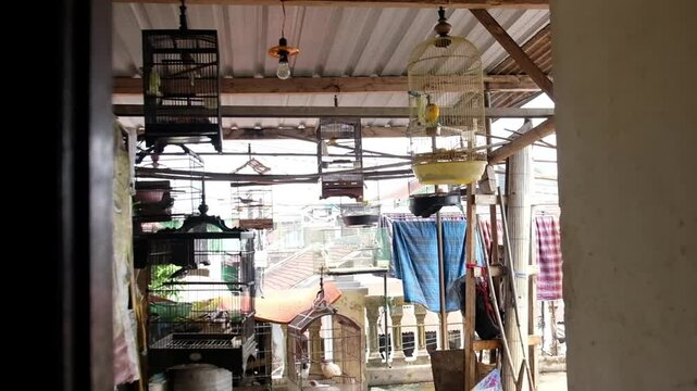 Various birdcages filled with colorful birds on a rooftop.  A glimpse into daily life.  Exotic birds, vibrant colors.