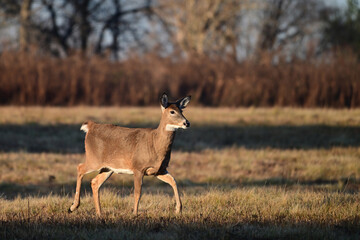 Autumn scene of a White-tailed Deer doe trotting through an agriculute field 