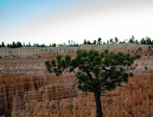 Tree in Bryce Canyon