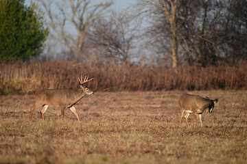 Autumn scene of a large male White-tailed Deer buck and doe standing in an agriculutre field during the fall rut 