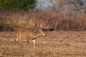 Autumn scene of a large male White-tailed Deer buck with antlers walking through an agriculutre field during the fall rut 