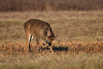 Autumn scene of a large male White-tailed Deer buck rubbing its antlers on a twig in and agriculutre field during the fall rut 