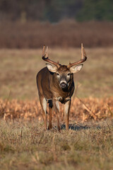 Autumn scene of a large male White-tailed Deer buck with antlers walking through an agriculutre field during the fall rut 