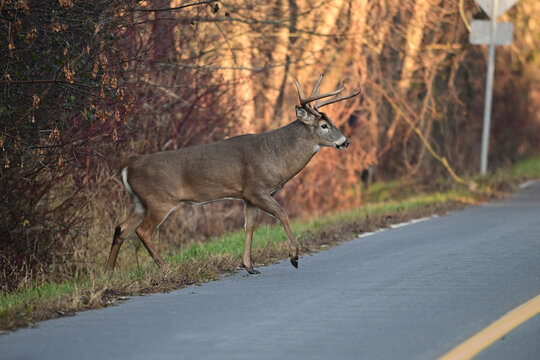 Autumn scene of a large male White-tailed deer buck walking onto a paved country road