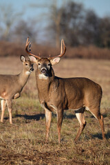 Autumn scene of a large male White-tailed Deer buck and doe standing in an agriculutre field during the fall rut 