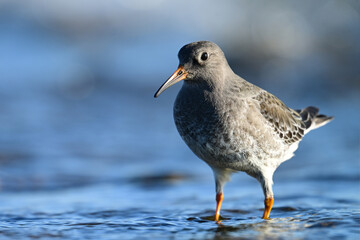 A Purple Sandpiper from the high Arctic forages for invertabraess along the moss covered rocky shoreline 