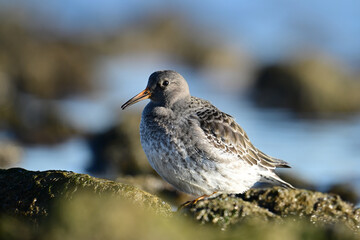 A Purple Sandpiper from the high Arctic forages for invertabraess along the moss covered rocky shoreline 