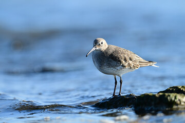 A Dunlin bird in non-breeding plumage walking along the moss covered rocks along the shore