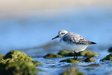 Obraz premium A cute plump Sanderling from the high Arctic stands on moss covered rocks along the shore