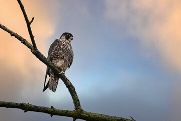 Peregrine's Falcon with its sharp eyes sits perched in a tree hunting for prey