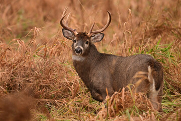 A male White-tailed Deer buck standing in a autumn meadow 