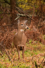 Autumn scene of a female White-tailed Deer doe stands along the edge of a forest looking around