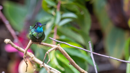 Fiery-throated hummingbird perched on a branch.