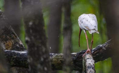 White ibis bird walking on a branch away from the camera, its long beak pointing down.