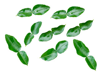 Top view set of kaffir lime leaves or bergamot leaves scattering isolated on white background with clipping path